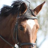 Trakehner Coriana "R"