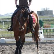 Trakehner Coriana "R"