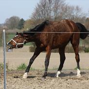 Trakehner Coriana "R"