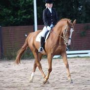 Dansk Varmblod Vallacos Romulus