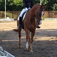 Dansk Varmblod Vallacos Romulus