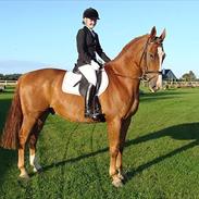 Dansk Varmblod Vallacos Romulus