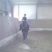 Dansk Varmblod Ronaldo (født Lukas M) [Tidl. Part]