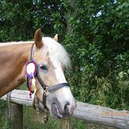 Haflinger Liane Wican