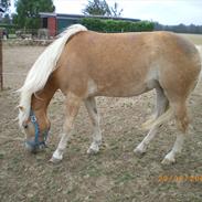 Haflinger Liane Wican