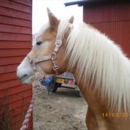 Haflinger Liane Wican