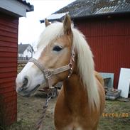 Haflinger Liane Wican