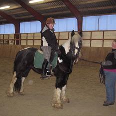 Irish Cob Sandra(R.I.P)