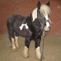Irish Cob Sandra(R.I.P)