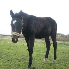 Anden særlig race Bølle