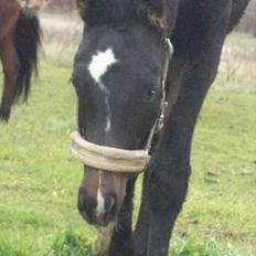 Anden særlig race Bølle