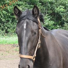 Hollandsk Varmblod Darwin