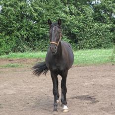 Hollandsk Varmblod Darwin