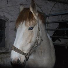 Anden særlig race sybelle (SOLGT)