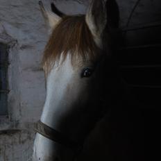 Anden særlig race sybelle (SOLGT)