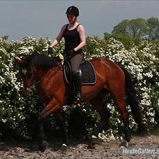 Trakehner Coriana "R"