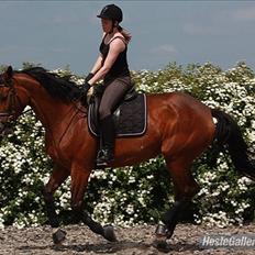 Trakehner Coriana "R"