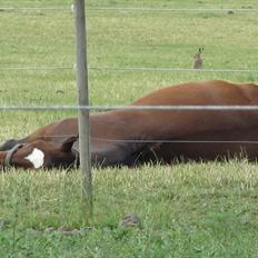 Dansk Varmblod Zikzak