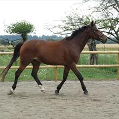 Dansk Varmblod Zikzak