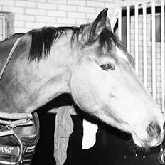 Oldenborg Safian`s Conjali