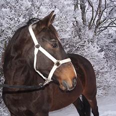 Anden særlig race Tuthli × Pensionistklubben 