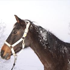 Anden særlig race Tuthli × Pensionistklubben 