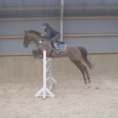 Anglo Araber (AA) Harpun