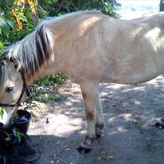 Fjordhest Hanibal Hansen