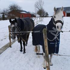 Welsh Pony (sec B) Korreborgs Rollo * SOLGT*