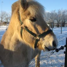 Fjordhest Landevejens Kamille