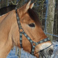Anden særlig race HEDELYS VICTOR