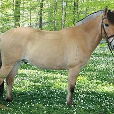 Anden særlig race HEDELYS VICTOR