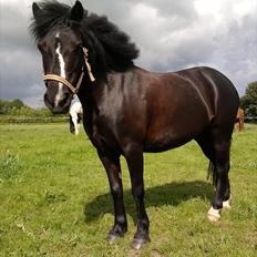 Anden særlig race #FREJA#  "Solgt":"(