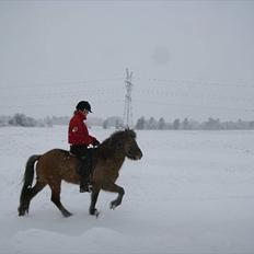 Islænder Kría fra Flødal "SOLGT"