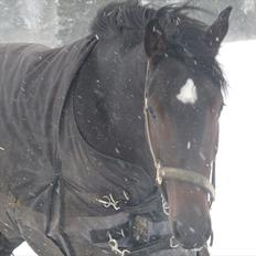 Dansk Varmblod remember me by friis