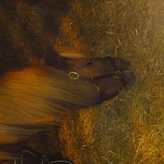 Anden særlig race Magic Mio! Altid gemt i hjertet. <3