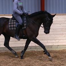 Dansk Varmblod Uniq Vitz *solgt*