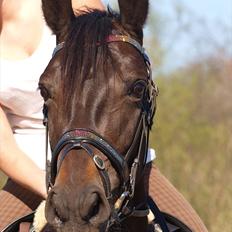 Oldenborg Halkjærs Penelope