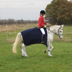 Anden særlig race Laura min prinsesse:) solgt