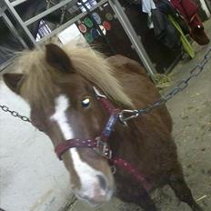 Shetlænder Cornelius. *Søsters*