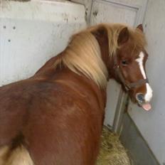 Shetlænder Cornelius. *Søsters*