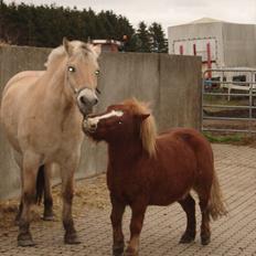 Shetlænder Cornelius. *Søsters*