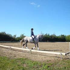 New Forest Marrondales Opasia [himmelhest]<3