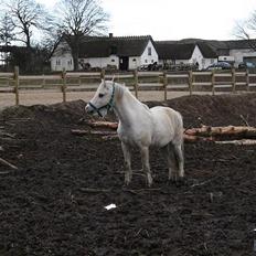 Welsh Mountain (sec A) frederik