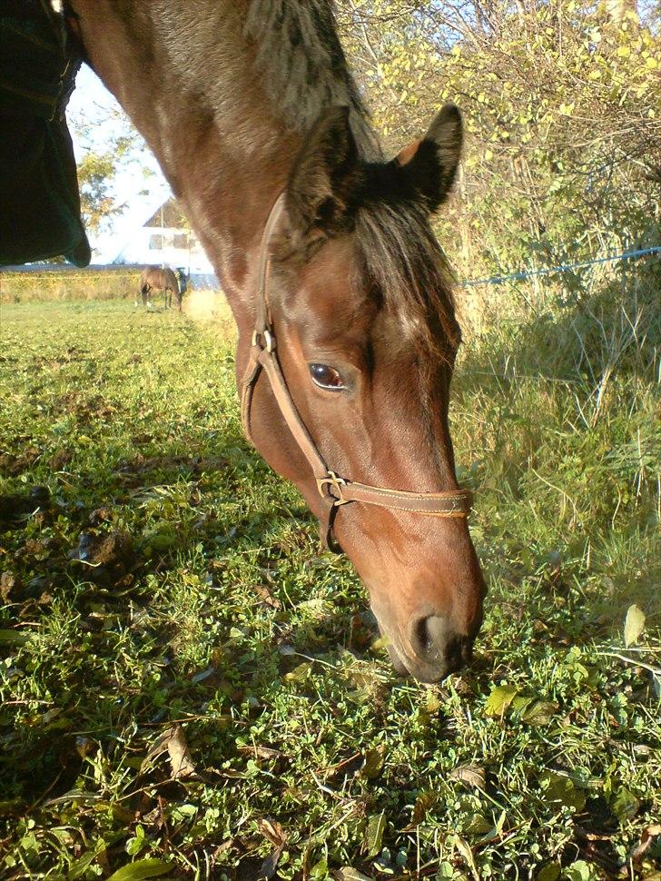 Holstener Waikiki billede 6