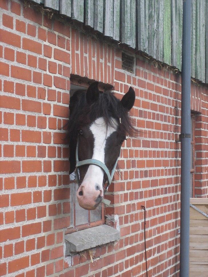 New Forest Roløkke Filur - Hej og velkommen til min profil :) billede 1