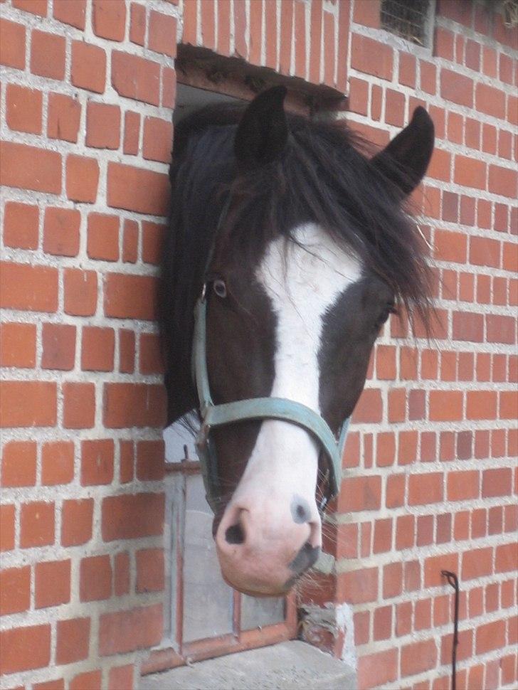 New Forest Roløkke Filur billede 2