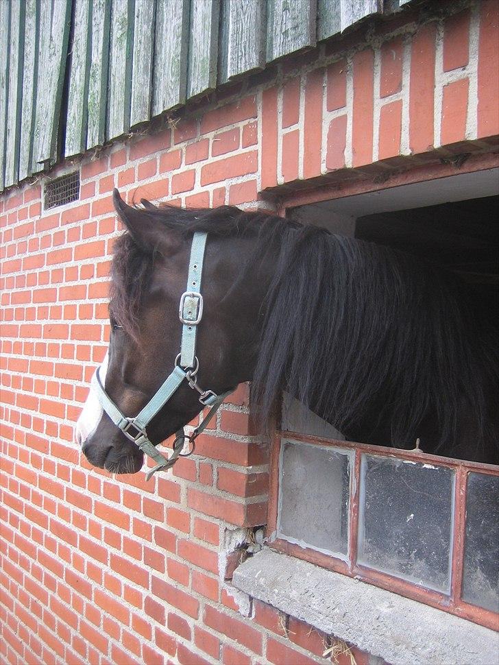 New Forest Roløkke Filur billede 3