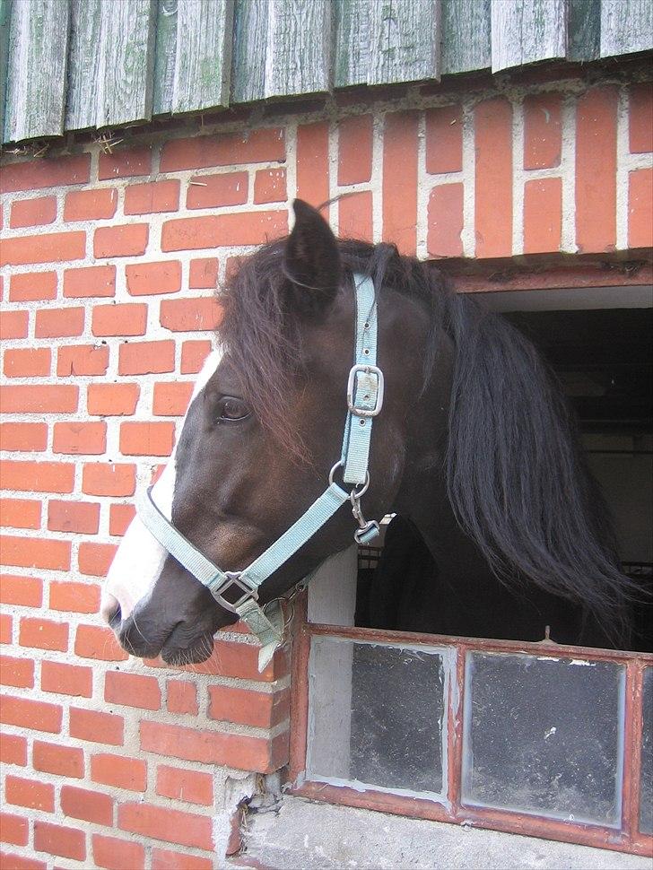 New Forest Roløkke Filur billede 4