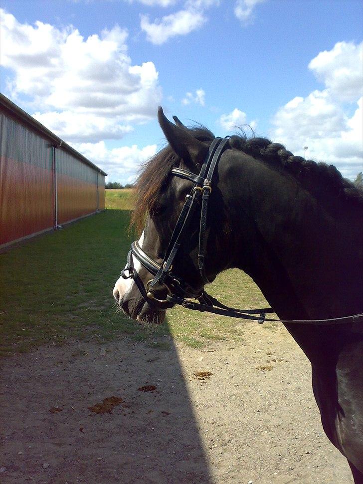 New Forest Roløkke Filur - Til stævne i Maribo med Louise.. billede 8